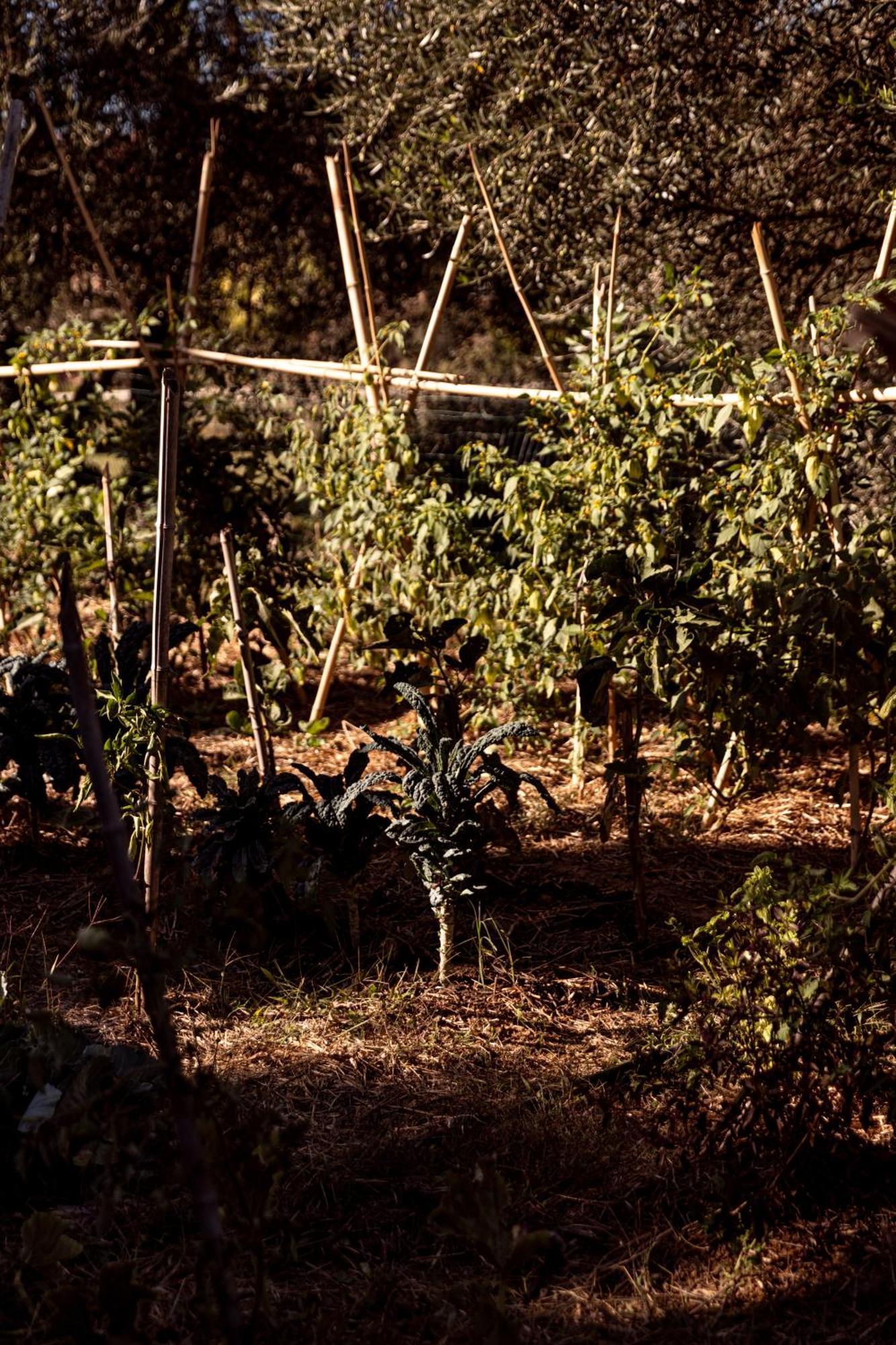 Agriturismo San Martino Montepulciano Stazione エクステリア 写真